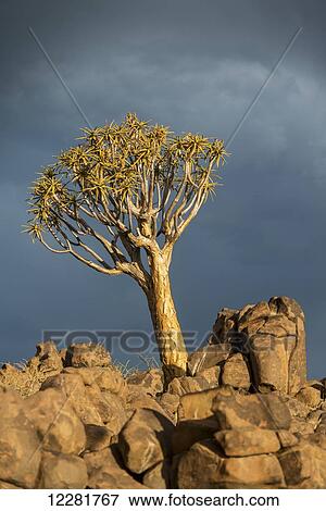 Stock Photo - Quiver tree (Aloe dichotoma) forest in the Playground of the Giants; Keetmanshoop, Namibia. Fotosearch