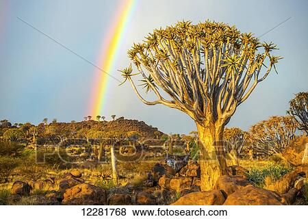 Quiver tree (Aloe dichotoma) forest in the Playground of the Giants with a rainbow; Keetmanshoop, Namibia View Large Photo Image Stock Photo - Quiver tree (Aloe dichotoma) forest in the Playground of the Giants with a rainbow; Keetmanshoop, Namibia. Fotosearch