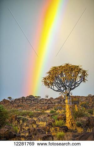 Stock Photo - Quiver tree (Aloe dichotoma) forest in the Playground of the Giants with a rainbow; Keetmanshoop, Namibia. Fotosearch