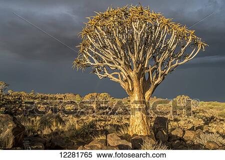 Quiver tree (Aloe dichotoma) forest in the Playground of the Giants; Keetmanshoop, Namibia View Large Photo Image Stock Photography - Quiver tree (Aloe dichotoma) forest in the Playground of the Giants; Keetmanshoop, Namibia. Fotosearch