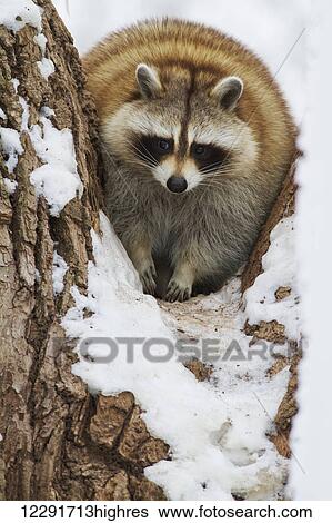 Stock Photograph - Raccoon (Procyon lotor), Ecomuseum Zoo; Ste-Anne-de-Bellevue, Quebec, Canada. Fotosearch