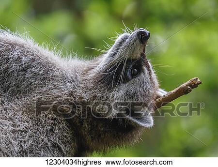 Raccoon relaxing on his back; Montreal, Quebec, Canada View Large Photo Image Stock Photograph - Raccoon relaxing on his back; Montreal, Quebec, Canada. Fotosearch