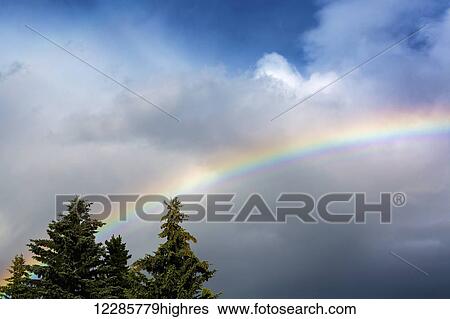 Rainbow in a dark cloudy sky with evergreen trees; Calgary, Alberta, Canada View Large Photo Image Stock Photograph - Rainbow in a dark cloudy sky with evergreen trees; Calgary, Alberta, Canada. Fotosearch