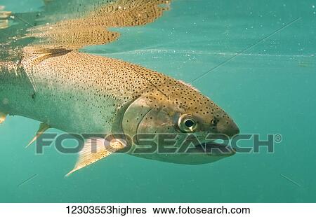 Rainbow trout (Oncorhynchus mykiss) swims after it's prey in Katmai park; Alaska, United States of America View Large Photo Image Stock Photograph - Rainbow trout (Oncorhynchus mykiss) swims after it's prey in Katmai park; Alaska, United States of America. Fotosearch