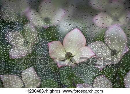 Stock Photograph - Raindrops on glass with a view of pink dogwood blossoms; British Columbia, Canada. Fotosearch
