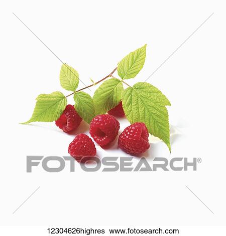 Stock Photograph - Raspberries and mint leaves on a white background; Toronto, Ontario, Canada. Fotosearch