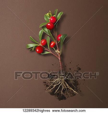 Stock Photograph - Red berries and green leafs on a branch with roots and soil on a brown background; Toronto, Ontario, Canada. Fotosearch