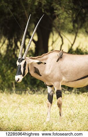 Stock Photograph - Red-billed Oxpeckers (Buphagus erythrorhynchus) perched on a Beisa Oryx, Samburu National Reserve; Kenya. Fotosearch