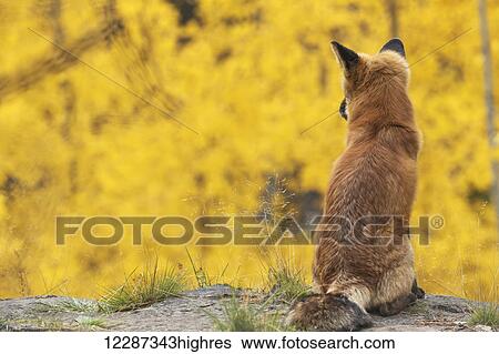 Stock Photograph - Red fox (vulpes vulpes) looking out over the autumn coloured foliage; Yukon, Canada. Fotosearch