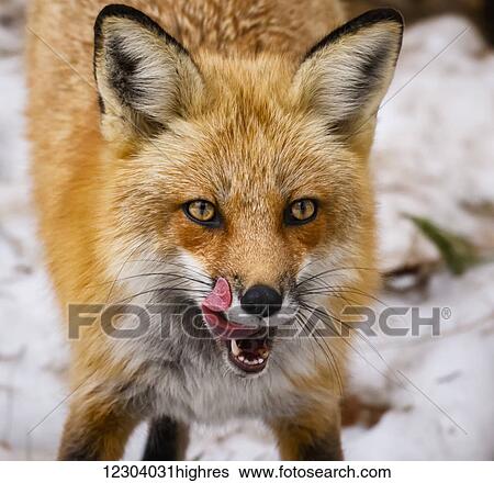 Red fox (Vulpes vulpes) mother being playful; Montreal, Quebec, Canada View Large Photo Image Stock Photograph - Red fox (Vulpes vulpes) mother being playful; Montreal, Quebec, Canada. Fotosearch