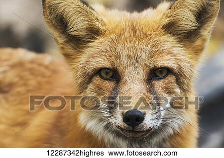 Red fox (vulpes vulpes); Yukon, Canada View Large Photo Image Stock Photograph - Red fox (vulpes vulpes); Yukon, Canada. Fotosearch