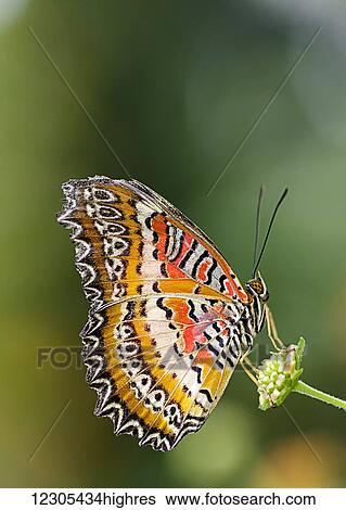Stock Photograph - Red lacewing (Cethosia biblis) portrait; Montreal, Quebec, Canada. Fotosearch