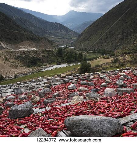 Stock Image - Red peppers laid out to dry; Thimphu, Bhutan. Fotosearch