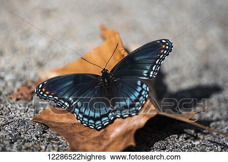 Red-spotted Butterfly (Limenitis arthemis) soaks up the sunlight; Vian, Oklahoma, United States of America View Large Photo Image Stock Photograph - Red-spotted Butterfly (Limenitis arthemis) soaks up the sunlight; Vian, Oklahoma, United States of America. Fotosearch