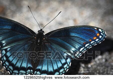 Stock Photograph - Red-spotted Butterfly (Limenitis arthemis) soaks up the sunlight; Vian, Oklahoma, United States of America. Fotosearch