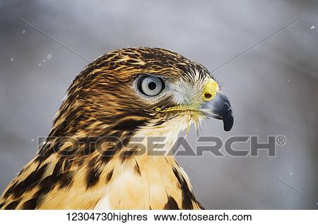 Stock Photograph - Red-tailed Hawk (Buteo jamaicensis), Ecomuseum; Ste-Anne-de-Bellevue, Quebec, Canada. Fotosearch