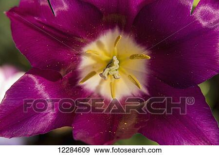 Stock Photo - Red tulip, Andre Rieu (tulipa), New York Botanical Garden; New York City, New York, United States of America. Fotosearch