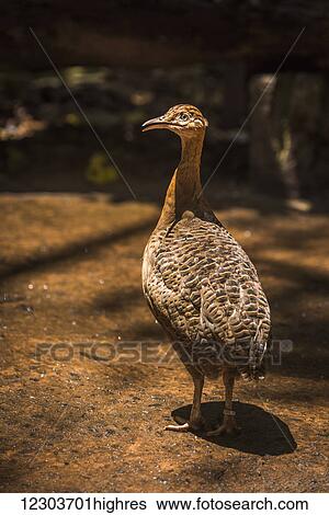 Stock Photograph - Red-winged tinamou (Rhyncotus rufescens) on ground casting round shadow; Parana, Brazil. Fotosearch
