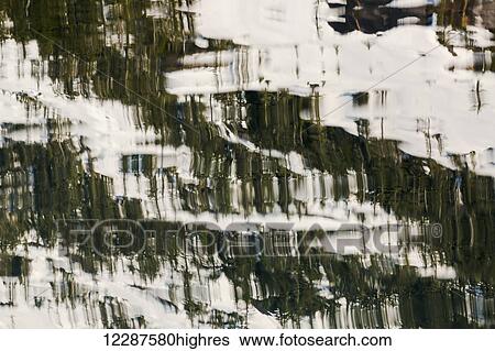 Stock Photograph - Reflection of snow and evergreen trees lining the rocky shores of Kings Bay, Prince William Sound; Whittier, Alaska, United States of America. Fotosearch