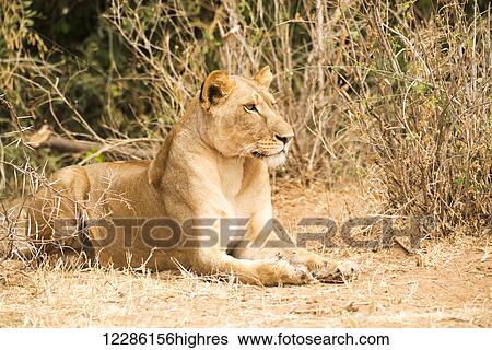 Stock Photograph - Resting Lioness (Panthera leo), Samburu National Reserve; Kenya. Fotosearch