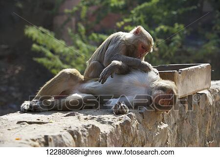 Stock Photograph - Rhesus macaque (Macaca mulatta) grooming a male; Dharpatha Mal, Madhya Pradesh, India. Fotosearch