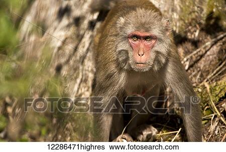 Rhesus Monkey (Macaca mulatta); Florida, United States of America View Large Photo Image Stock Photograph - Rhesus Monkey (Macaca mulatta); Florida, United States of America. Fotosearch