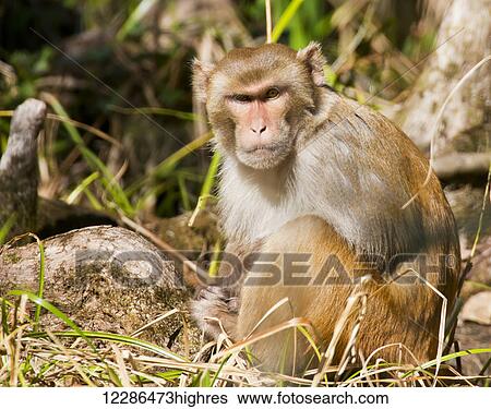 Stock Photograph - Rhesus monkey (Macaca mulatta); Florida, United States of America. Fotosearch