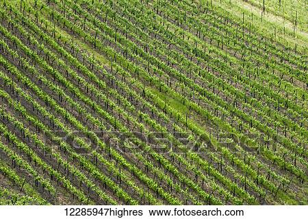Stock Photograph - Rhine Valley grape vineyard in springtime; Germany. Fotosearch