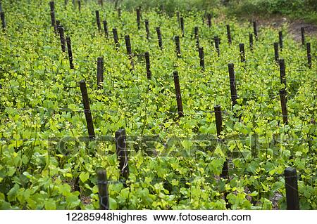 Stock Photograph - Rhine Valley grape vineyard in springtime; Germany. Fotosearch