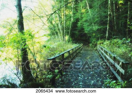 Rice Lake In North Vancouver View Large Photo Image Picture - Rice Lake In North Vancouver. Fotosearch