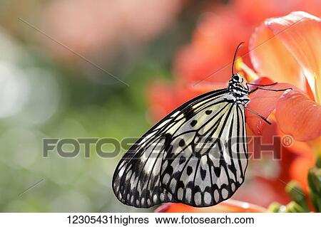 Rice paper butterfly (Idea leuconoe) portrait; Montreal, Quebec, Canada View Large Photo Image Stock Photograph - Rice paper butterfly (Idea leuconoe) portrait; Montreal, Quebec, Canada. Fotosearch