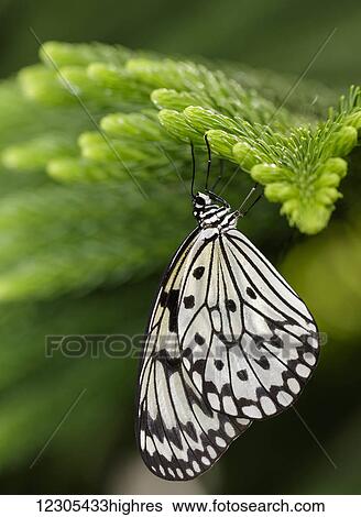Rice paper butterfly (Idea leuconoe) hanging; Montreal, Quebec, Canada View Large Photo Image Stock Photograph - Rice paper butterfly (Idea leuconoe) hanging; Montreal, Quebec, Canada. Fotosearch