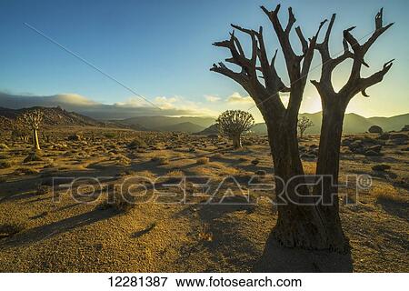 Richtersveld National Park with dead Kookerboom tree; South Africa View Large Photo Image Stock Photo - Richtersveld National Park with dead Kookerboom tree; South Africa. Fotosearch