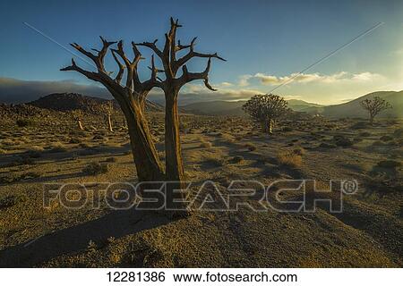 Richtersveld National Park with dead Kookerboom tree; South Africa View Large Photo Image Stock Photograph - Richtersveld National Park with dead Kookerboom tree; South Africa. Fotosearch