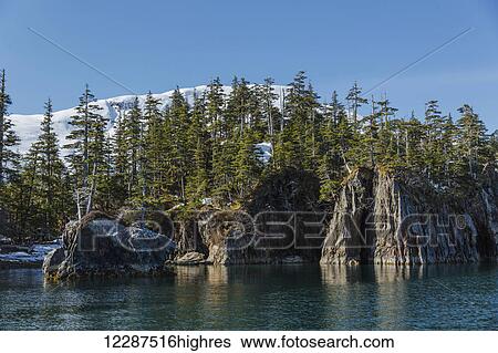 Stock Photograph - Rocky cliffs covered in evergreen trees and snow, Prince William Sound; Whittier, Alaska, United States of America. Fotosearch