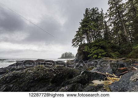 Rocky shore along the foggy coast; British Columbia, Canada View Large Photo Image Stock Photograph - Rocky shore along the foggy coast; British Columbia, Canada. Fotosearch
