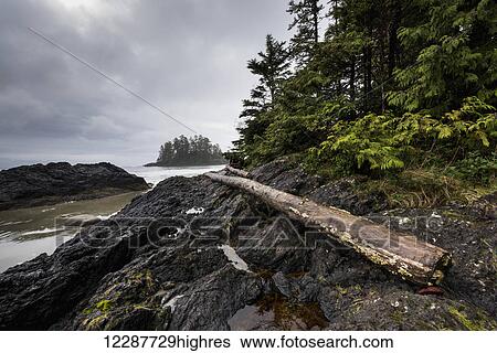 Stock Photograph - Rocky shore along the foggy coast; British Columbia, Canada. Fotosearch
