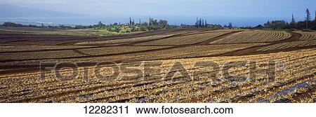 Stock Image - Rolling field of young pineapple plants with the Pacific Ocean and light fog in the background; Makawao, Maui, Hawaii, United States of America. Fotosearch
