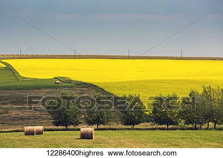Stock Photograph - Rolling flowering canola field with round hay bales in a green field framed by trees and blue sky; Alberta, Canada. Fotosearch