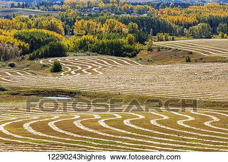 Rolling hills of interesting patterned harvest lines of cut grain reflecting sun light with autumn colors in the trees in the background; Alberta, Canada View Large Photo Image Stock Photograph - Rolling hills of interesting patterned harvest lines of cut grain reflecting sun light with autumn colors in the trees in the background; Alberta, Canada. Fotosearch