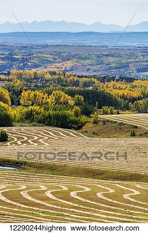 Rolling hills of interesting patterned harvest lines of cut grain reflecting sun light with autumn colors in the trees in the background and silhouette of mountains in the distance; Alberta, Canada View Large Photo Image Stock Photograph - Rolling hills of interesting patterned harvest lines of cut grain reflecting sun light with autumn colors in the trees in the background and silhouette of mountains in the distance; Alberta, Canada. Fotosearch