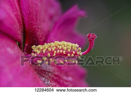 Picture - Rose Mallow Hibiscus, Sweet Caroline, (malvaceae), New York Botanical Garden; New York City, New York, United States of America. Fotosearch