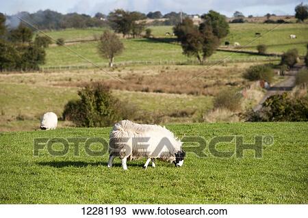 Stock Image - Rough Fell sheep in pasture; County Antrim, Ireland. Fotosearch