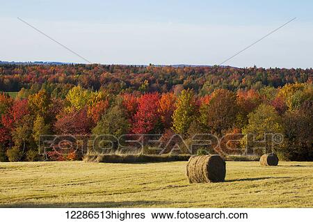 Stock Photograph - Round hay bales in a field and autumn coloured forest; West Bolton, Quebec, Canada. Fotosearch