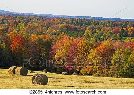 Stock Photograph - Round hay bales in a field and autumn coloured forest; West Bolton, Quebec, Canada. Fotosearch