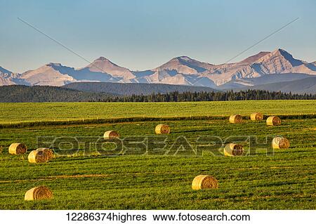 Round hay bales in a green field at sunrise with foothills and mountain range in the background and blue sky; Alberta, Canada View Large Photo Image Stock Photograph - Round hay bales in a green field at sunrise with foothills and mountain range in the background and blue sky; Alberta, Canada. Fotosearch