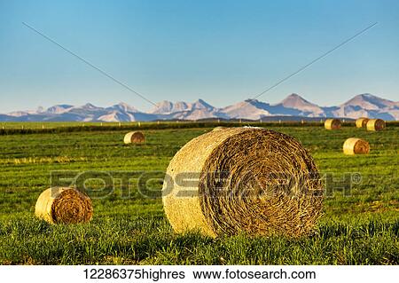 Stock Photograph - Round hay bales in a green field at sunrise with mountain range in the background and blue sky; Alberta, Canada. Fotosearch