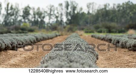 Stock Photograph - Row of crop plants; Guanajuato, Mexico. Fotosearch