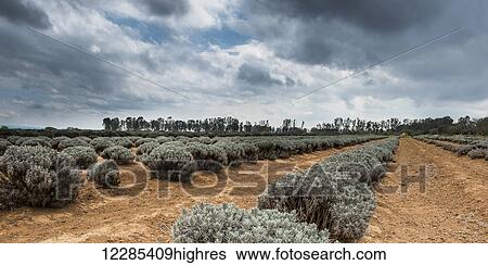 Row of crop plants; Guanajuato, Mexico View Large Photo Image Stock Photograph - Row of crop plants; Guanajuato, Mexico. Fotosearch