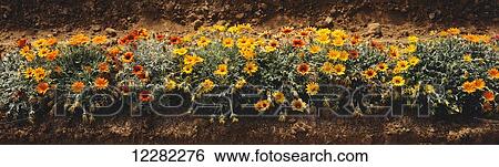 Stock Photograph - Row of Gazanias in the Santa Ynez Valley in summer; Lompoc, California, United States of America. Fotosearch